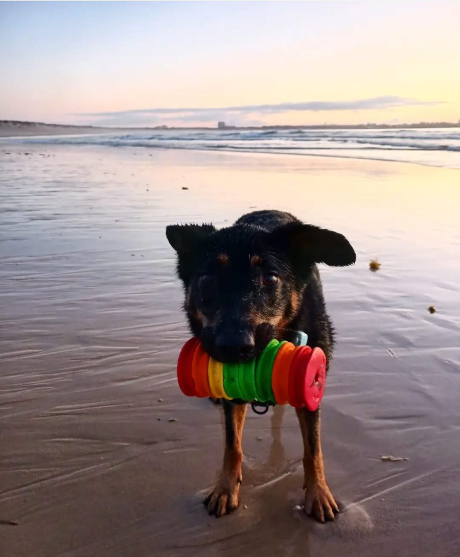 Dog carrying a colourful toy on the beach at sunset