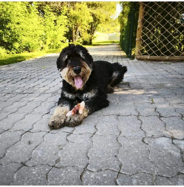 Doodle lying on the path with his bone