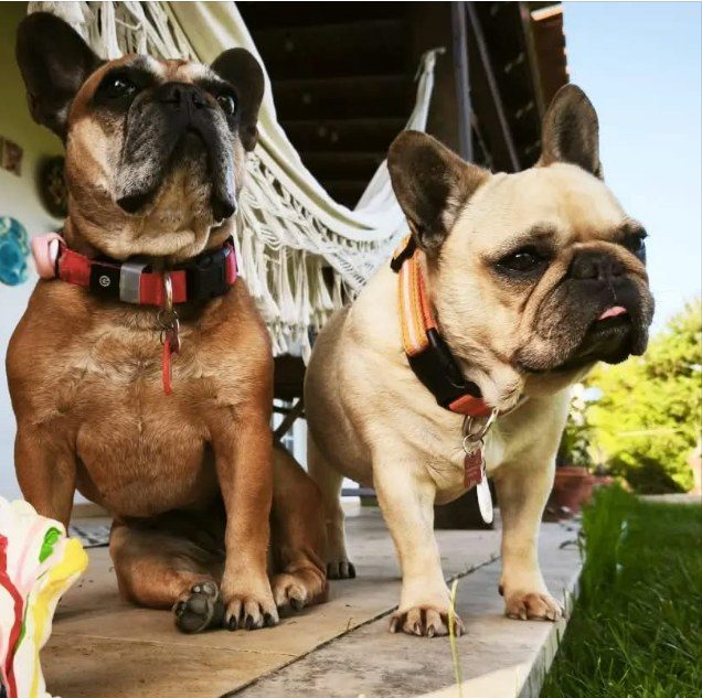 Two French bulldogs on the porch by the hammock