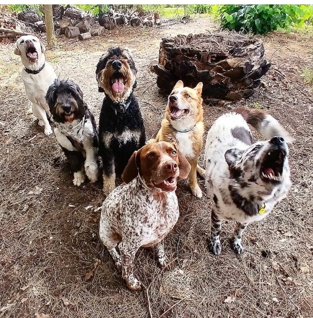 Six dogs sitting together in the garden waiting for treats