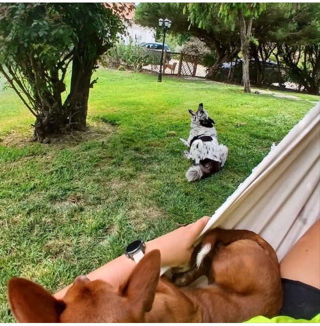 Dogs relaxing by the hammock in the garden