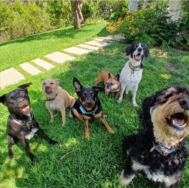 Group of dogs lying on the lawn in the sun