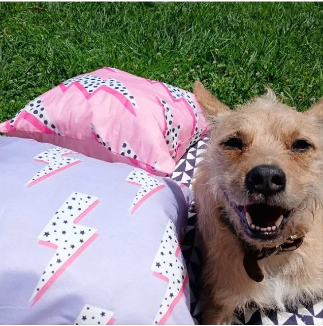 Happy terrier relaxing on cushions in the garden