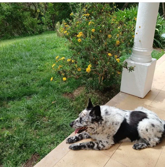 Dog relaxing on the lawn by the porch at Diamond Dogs