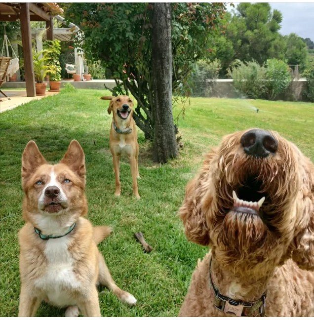 Three happy dogs posing on the grass