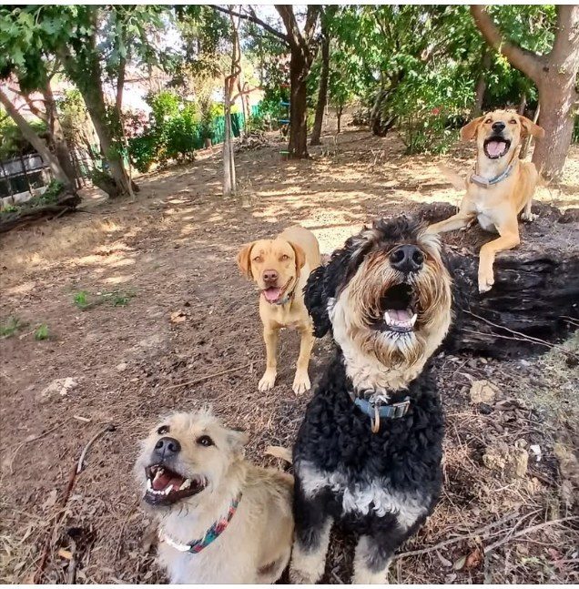 Three dogs in the shade under the trees